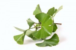 ginkgo biloba na zväčšenie penisu